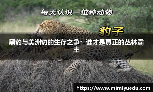 黑豹与美洲豹的生存之争：谁才是真正的丛林霸主